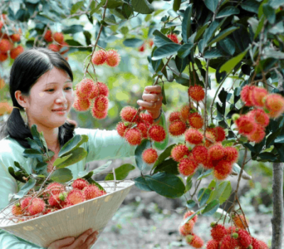 Du lịch vườn trái cây Trung An