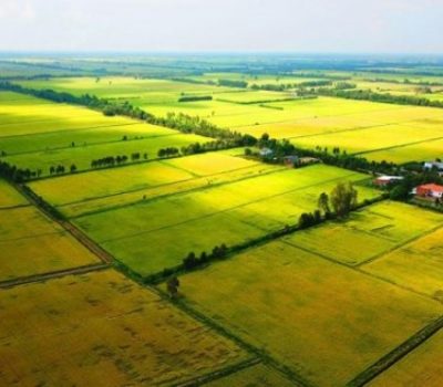Nông nghiệp là ngành kinh tế chủ lực tại Củ Chi nhưng có giá trị tăng trưởng thấp.