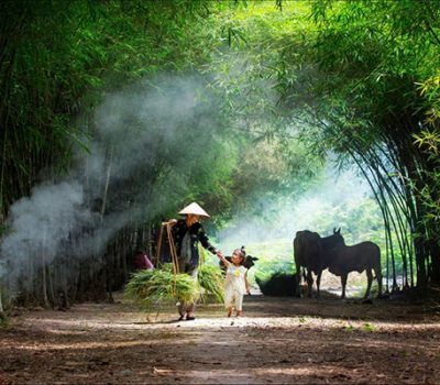 Hình ảnh làng quê với những lũy tre làng quen thuộc