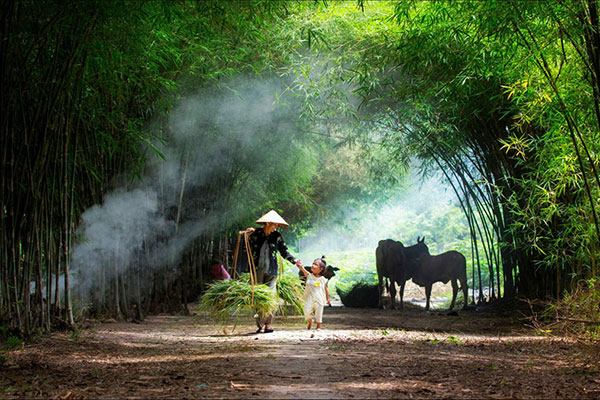 Hình ảnh làng quê với những lũy tre làng quen thuộc